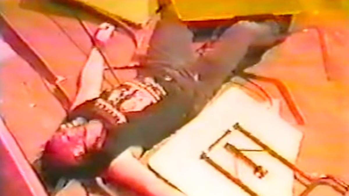 Venom lying in a pile of tables